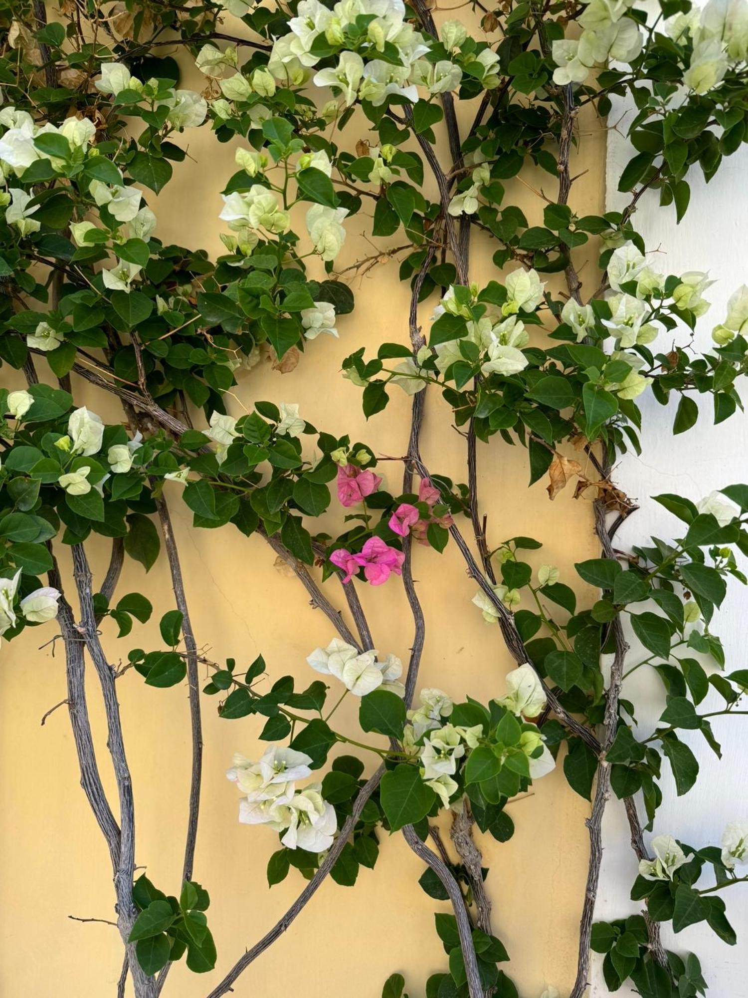 Casa Calamondino Bed and Breakfast Bari Buitenkant foto